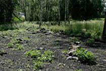 Kaskimaata