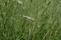 Kaskiruis