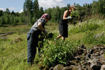 Kivirauniot