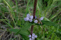 Niittykukkia