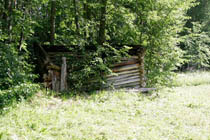 Niittykukkia