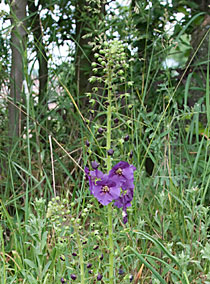 Purppuratulikukka