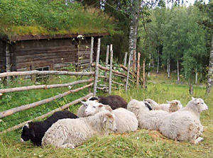 Lampaita Harjun tilalla