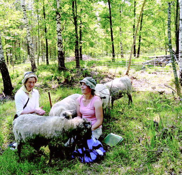 Lampaita Lohjansaaressa