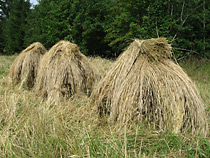 Maatiaisruis, kolme kuhilasta