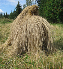 Maatiaisruiskuhilas
