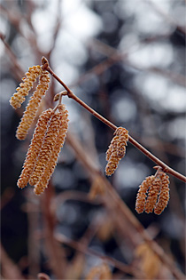 Pähkinäpensas kukkii