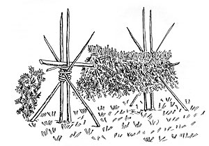 Härkäpapuhaasia