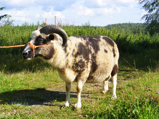 Aikuinen sarvellinen suomenlammaspässi