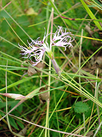 Pulskaneilikka