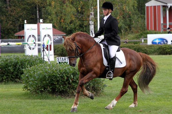 suomenpienhevonen
