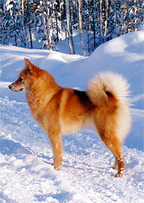 Suomenpystykorva