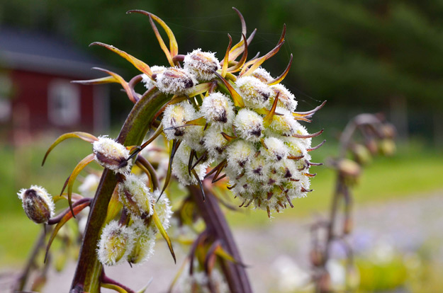 Var. cattaniae varjolilja