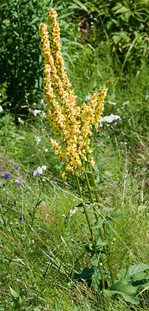 Luonnonkukkia